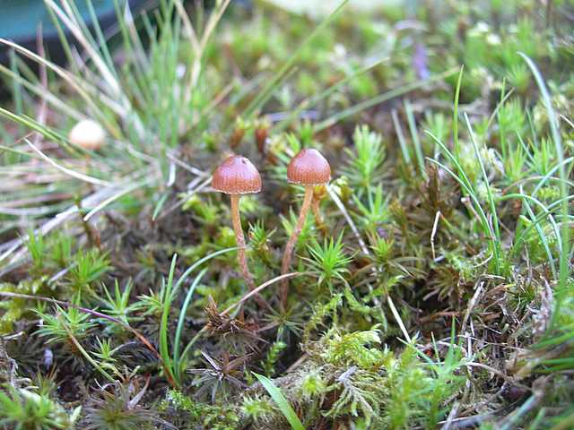 La flora micologica oltre i 1000 m.